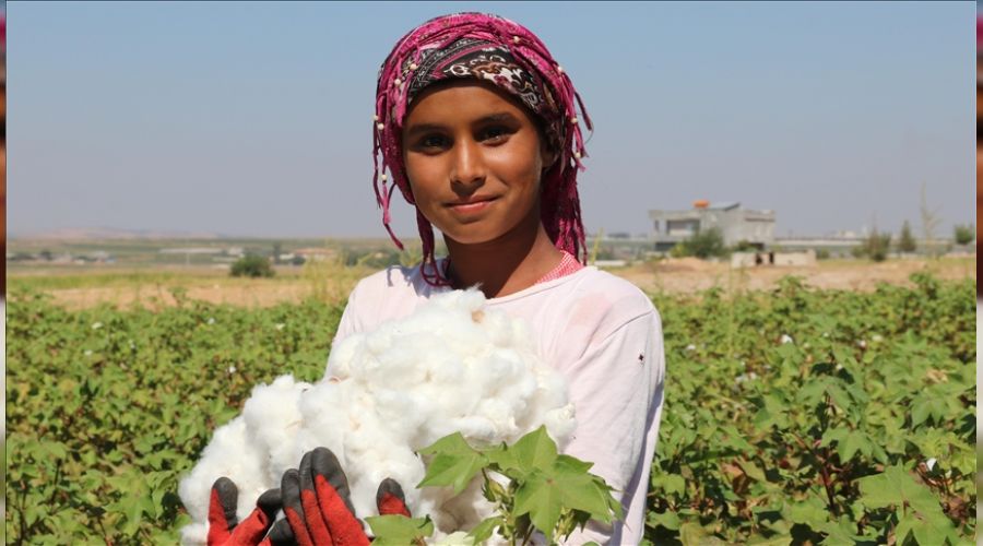 �anl�urfa'da pamuk hasad� ba�lad�