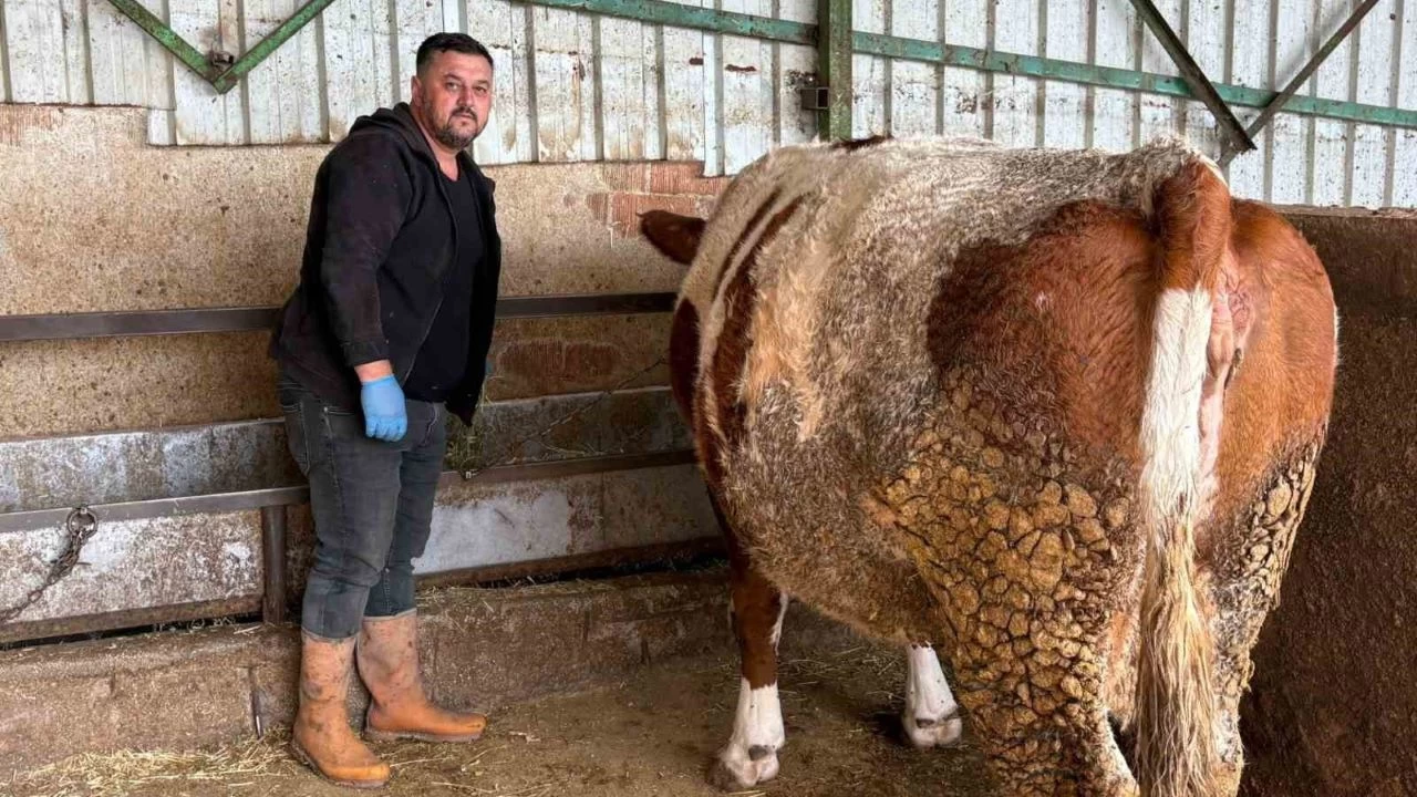 Şap mağduru üreticiler destek bekliyor