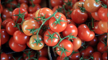 Sebze-meyvede ana pazar Rusya