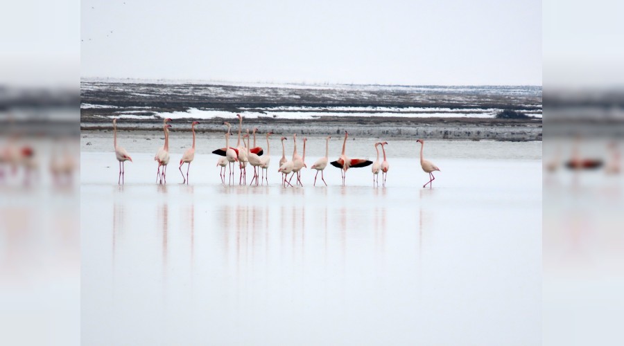 Seyfe G�l��nde g�rsel ��len 