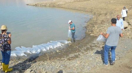 Şırnak'taki barajlar sazanla canlanıyor