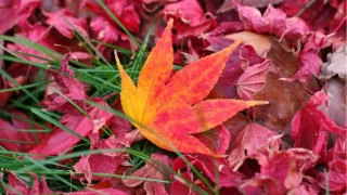 Sonbaharda Dökülen Bazı Yapraklar Neden Kırmızı?