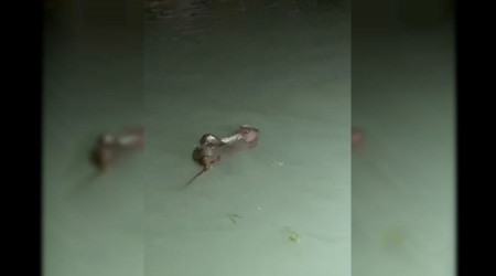 Su samurlarının balık kavgası
