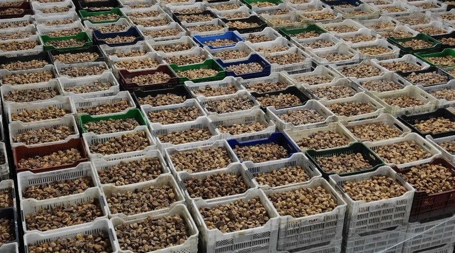 TARİŞ kuru incir fiyatları belli oldu