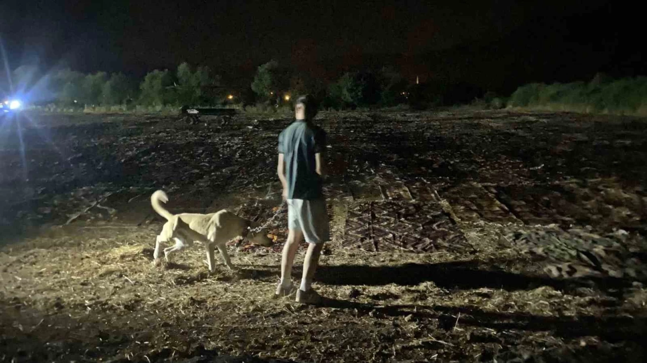 Tarlalarda milyonluk halı nöbeti başladı