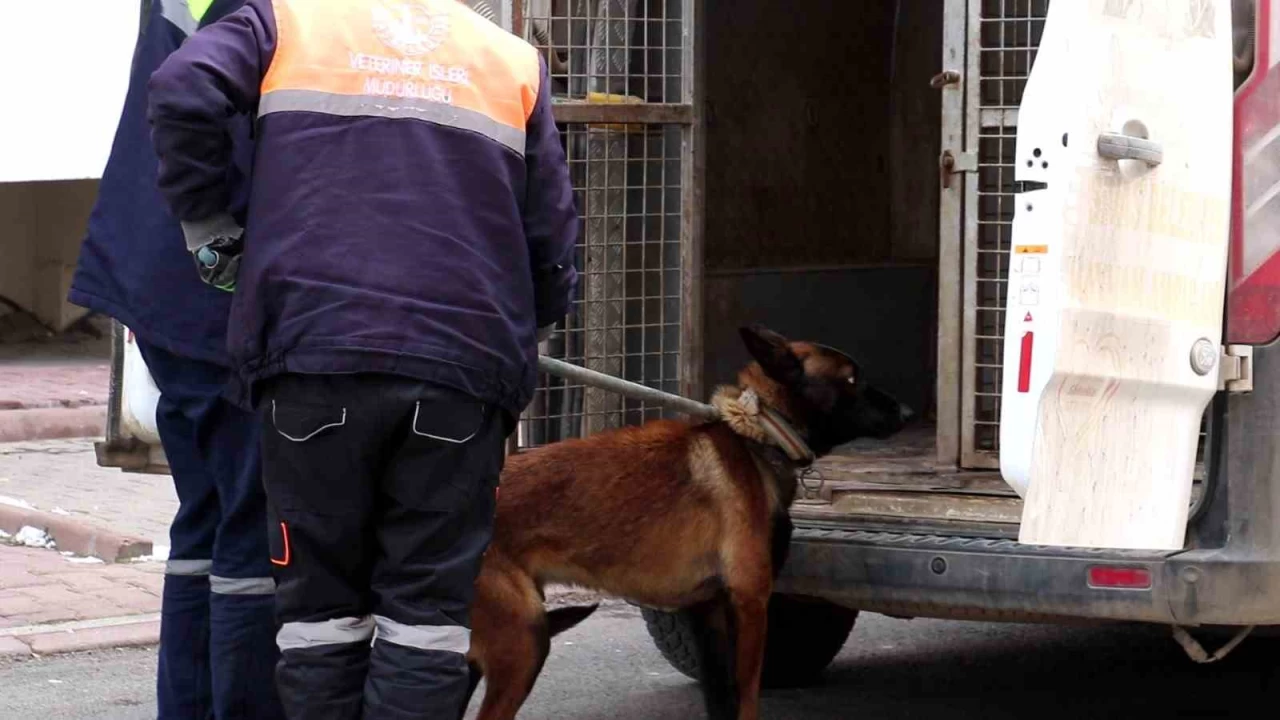 Tasmal� k�pek deh�et sa�t�, 2'si �ocuk 4 ki�iyi yaralad�