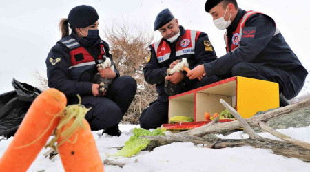 Tavşan Adası'nın uzun kulaklı sakinleri jandarma tarafından besleniyor