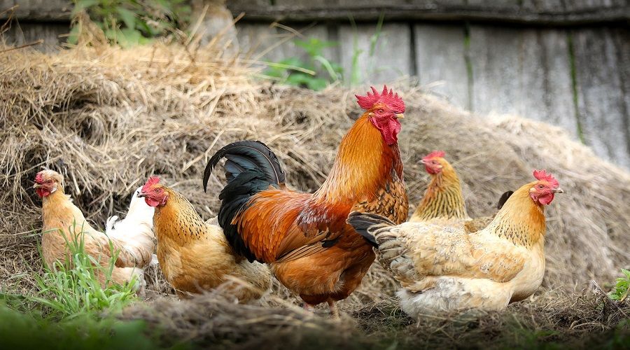 Tavuk ve yumurtada enflasyonu düşürmenin yolu