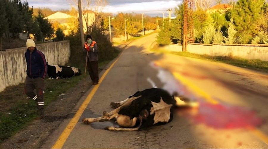 Tekirdağ'da araç inek sürüsüne daldı