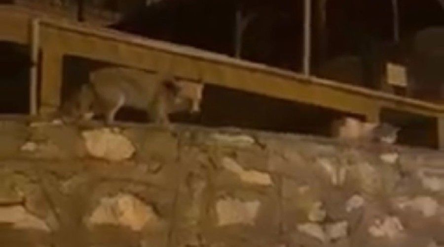 Tilki ile kedi yiyeceklerini blt