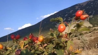 Toplaması zor, faydası çok olan kuşburnunda hasat zamanı