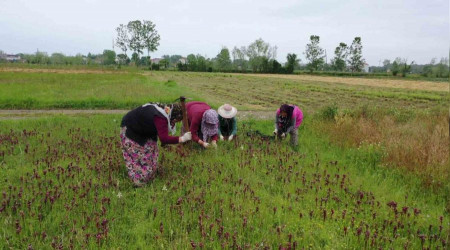 Topraktan kan altn: Kilosu 2 bin TL