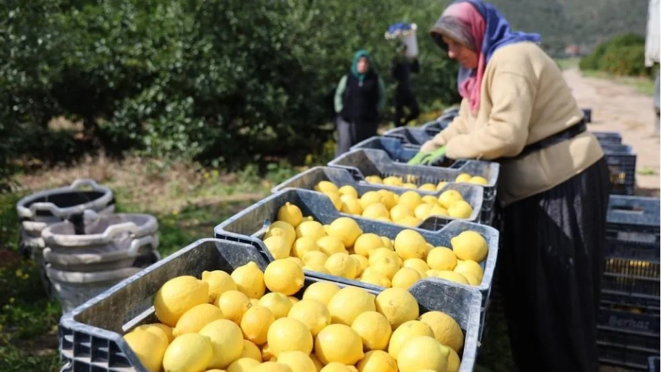 T��K'e g�re limonda �retici fiyatlar� y�ll�k y�zde 410 y�kseldi