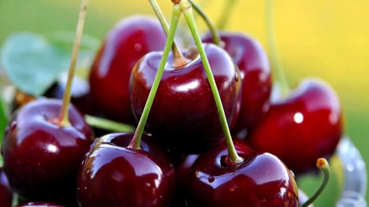 T�rkiye, kiraz �retiminde d�nya lideri