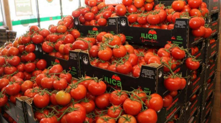 Türkiye'nin en ucuz salkım domatesi Aziziye'de