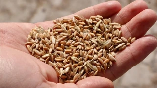 T�rkiye'yi iklim krizinden Ata tohumlar� kurtaracak