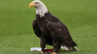 UEFA ampiyonlar Ligi: Benfica: 1 - Fenerbahe: 0 (lk yar)