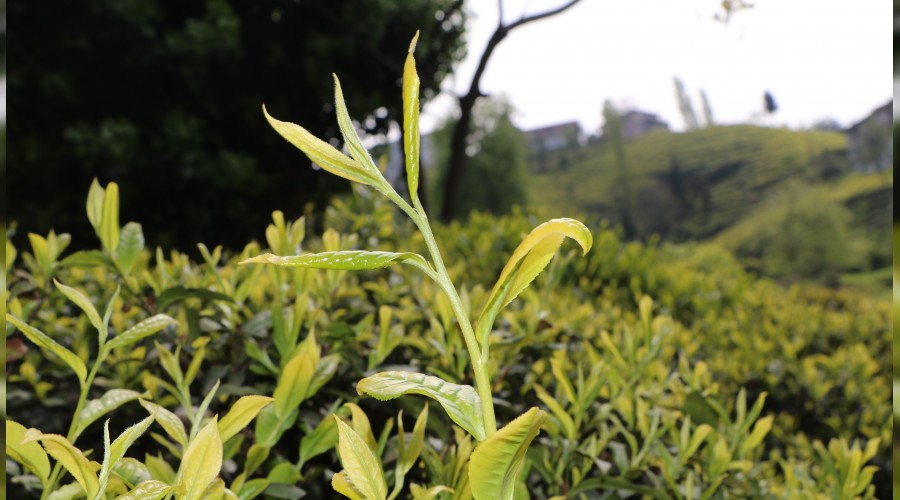 �retici �ay�n fiyat�n� merak ediyor