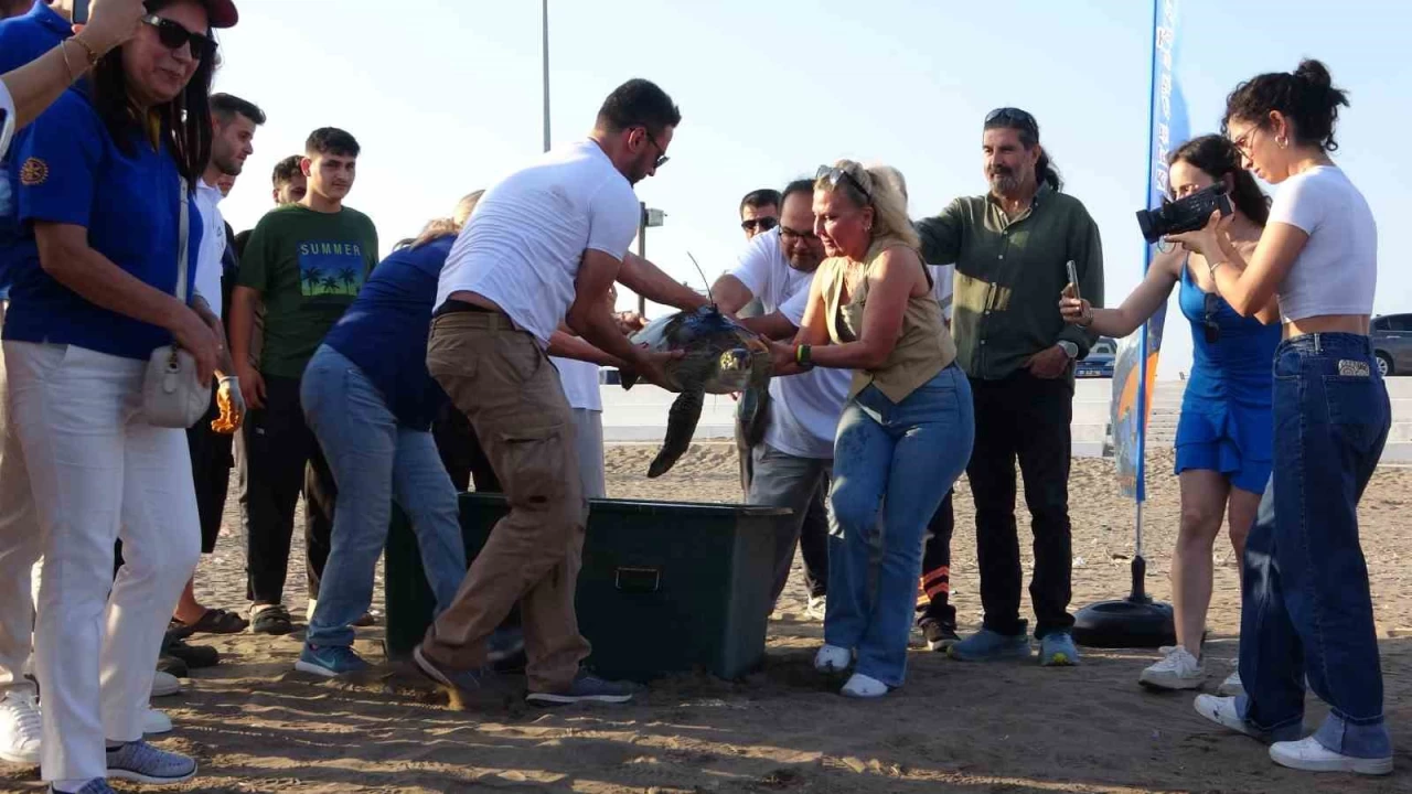 Uydu cihazı takılan kaplumbağa 'Atlas' denize bırakıldı