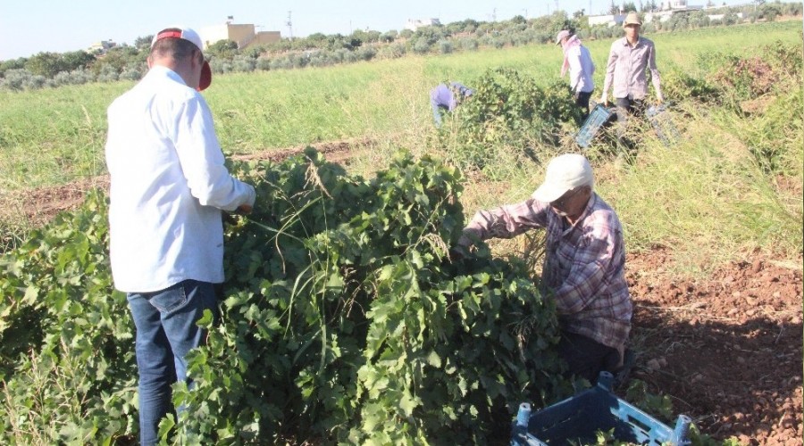 Üzümü aşırı sıcaklar vurdu