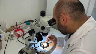 Uzun boynuzlu kene Trkiye faunasna girdi
