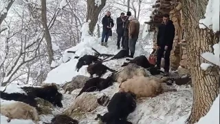 Van'da bir ağılda çıkan yangında 40 keçi telef oldu
