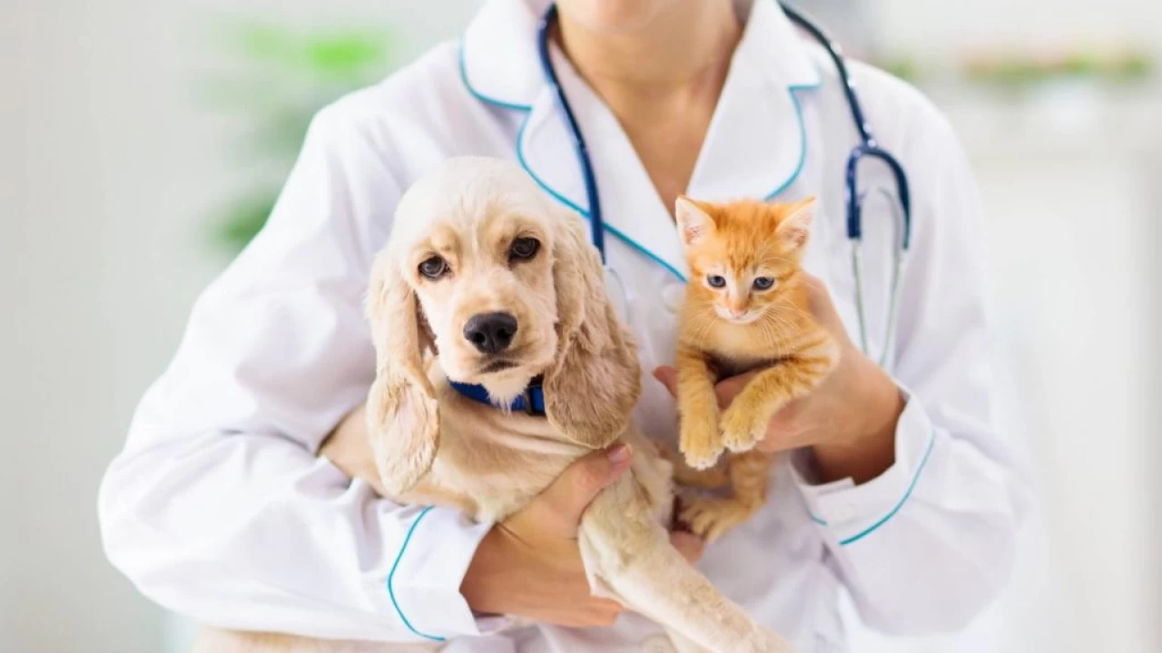 Veterinerlik mesle�inin �nemi art�yor