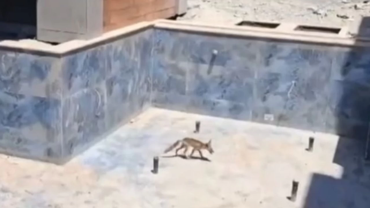 Villa inşaatındaki havuza düşen tilkiler kurtarıldı
