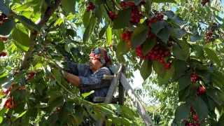 Yalova'da 'K�rm�z� Alt�n' hasad� ba�lad�