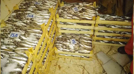 Yasadışı balık avcılığına ceza yağdı