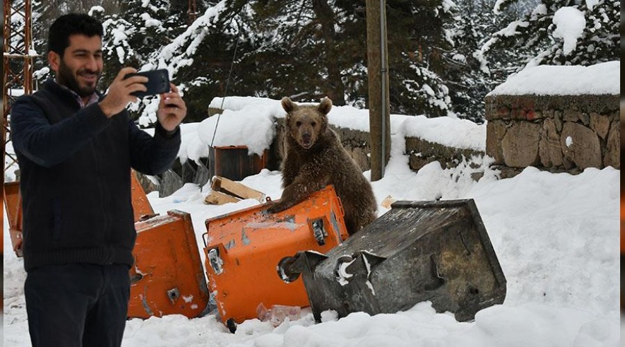 Yavru bozay� il�ede yiyecek arad�