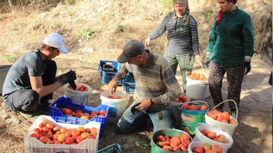 Yaylalardan sofralara geliyor