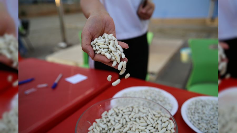 "Yedisu Horoz Kuru Fasulye Festivali" d�zenlendi