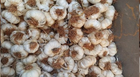 Yerli sarımsağın kilosu15 liraya kadar indi