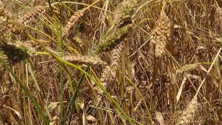 Yerli tohumun kıymeti Ukrayna-Rusya savaşı anlaşıldı