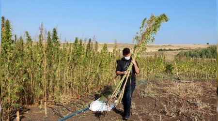 Yozgat Bozok Üniversitesinde kenevir hasadı başladı