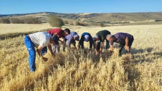 Yozgat'ta bu tarlalar� bi�erd�ver de�il dolu bi�ti