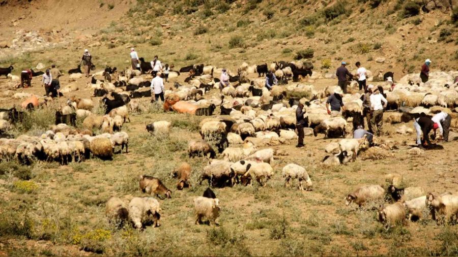 Y�ksekova'da renkli koyun k�rkma �enli�i