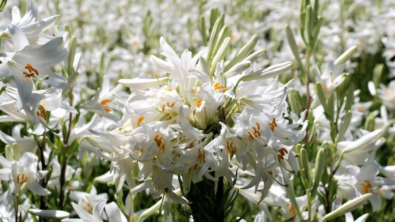 Zambaklarn sessiz dili: Avrupa aristokrasisinden Anadolu bahelerine