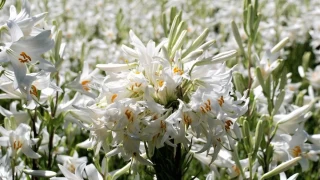 Zambaklarn sessiz dili: Avrupa aristokrasisinden Anadolu bahelerine