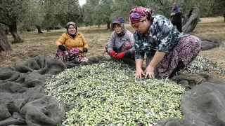 Zeytin üreticilerinin işi zor
