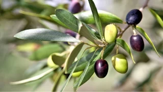 Zeytin yaprakları sağlığa çok faydalı