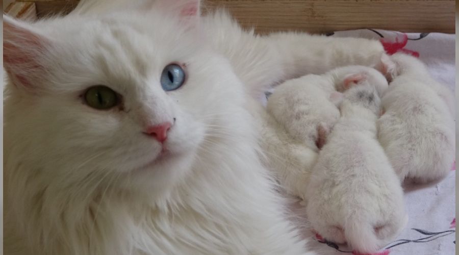 2021 y�l�n�n ilk Van kedileri d�nyaya geldi