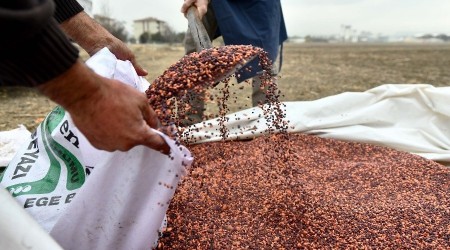 25 ilçede çiftçilere tohum desteği