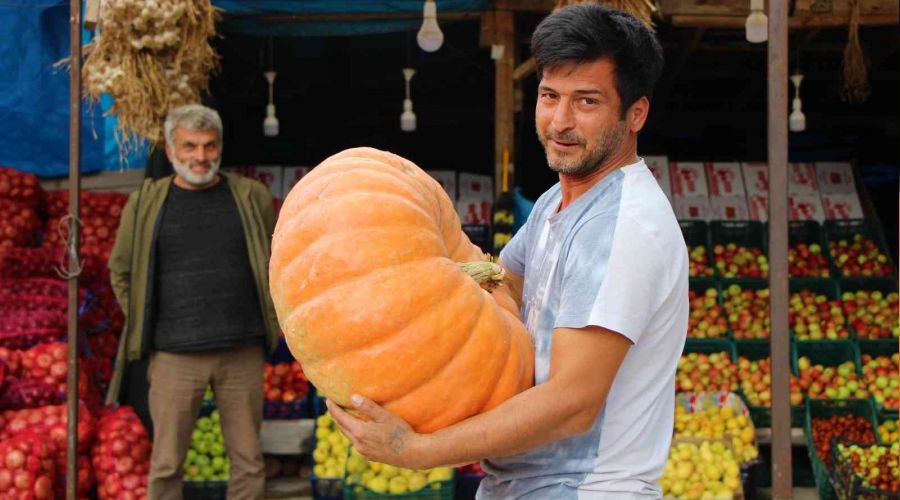 30 kiloluk bal kabağına paha biçemiyor