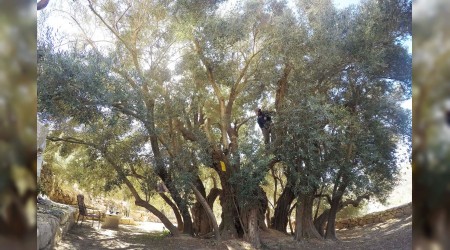 5 bin yıllık zeytin ağacı işgale direniyor