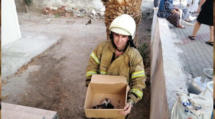 5 yavru kedi alevlerden kurtar�ld�