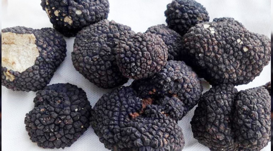 80 kilo tr�f mantar� 27 bin liraya sat�ld�