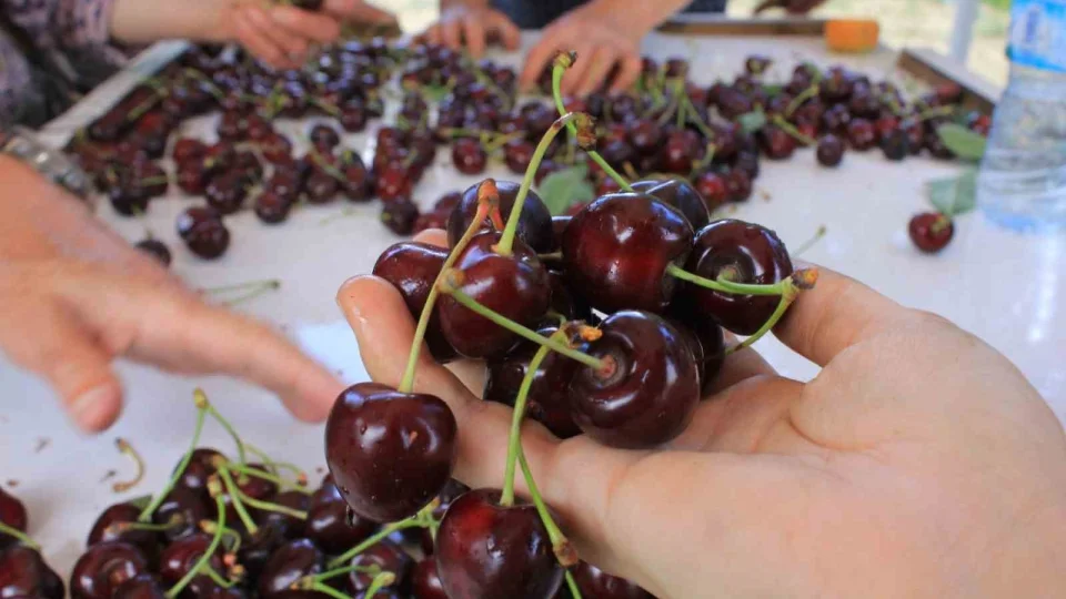 ABD ve Avrupa kirazda bu aromay� �zellikle istiyor