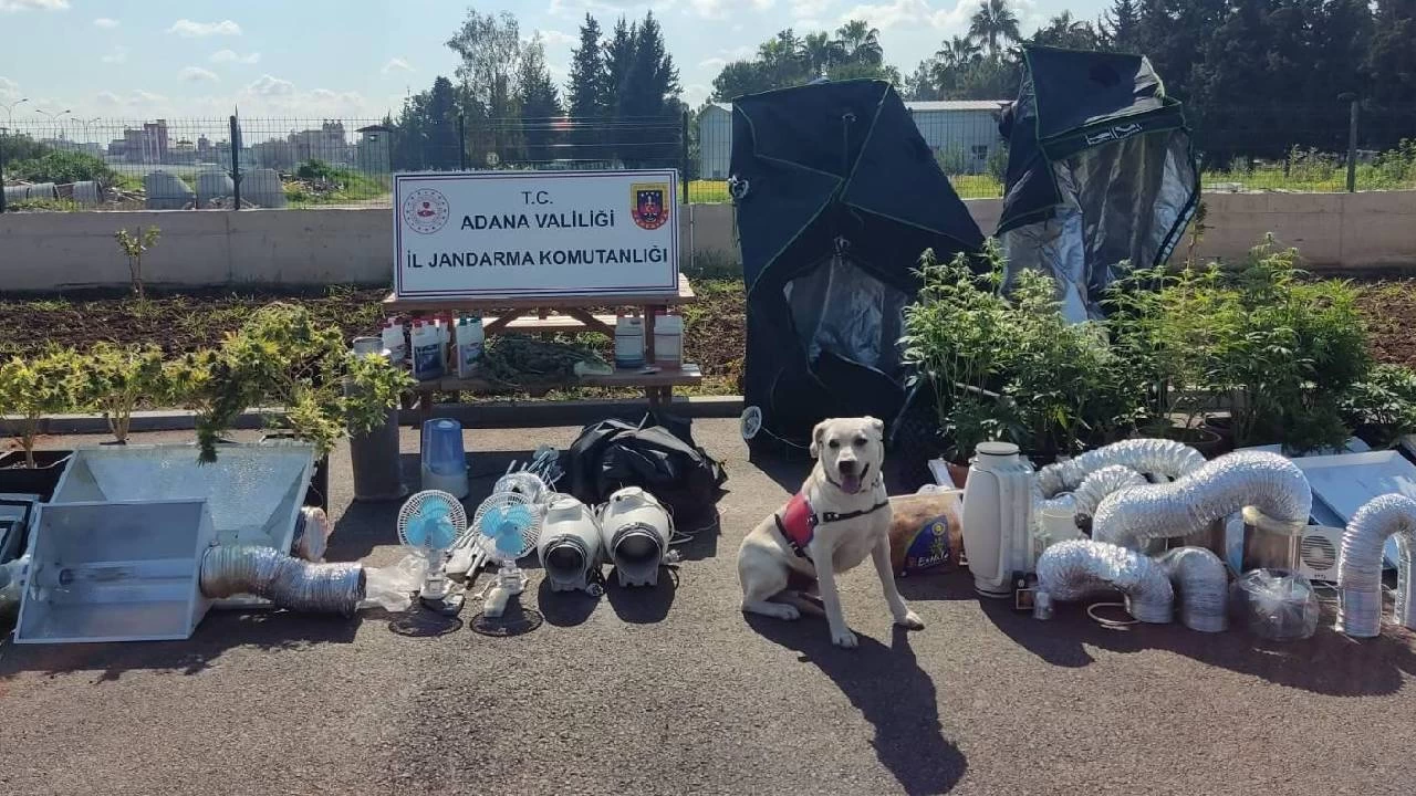 Adana'da iklimlendirme sistemiyle kenevir yetiştiren 5 şüpheli yakalandı